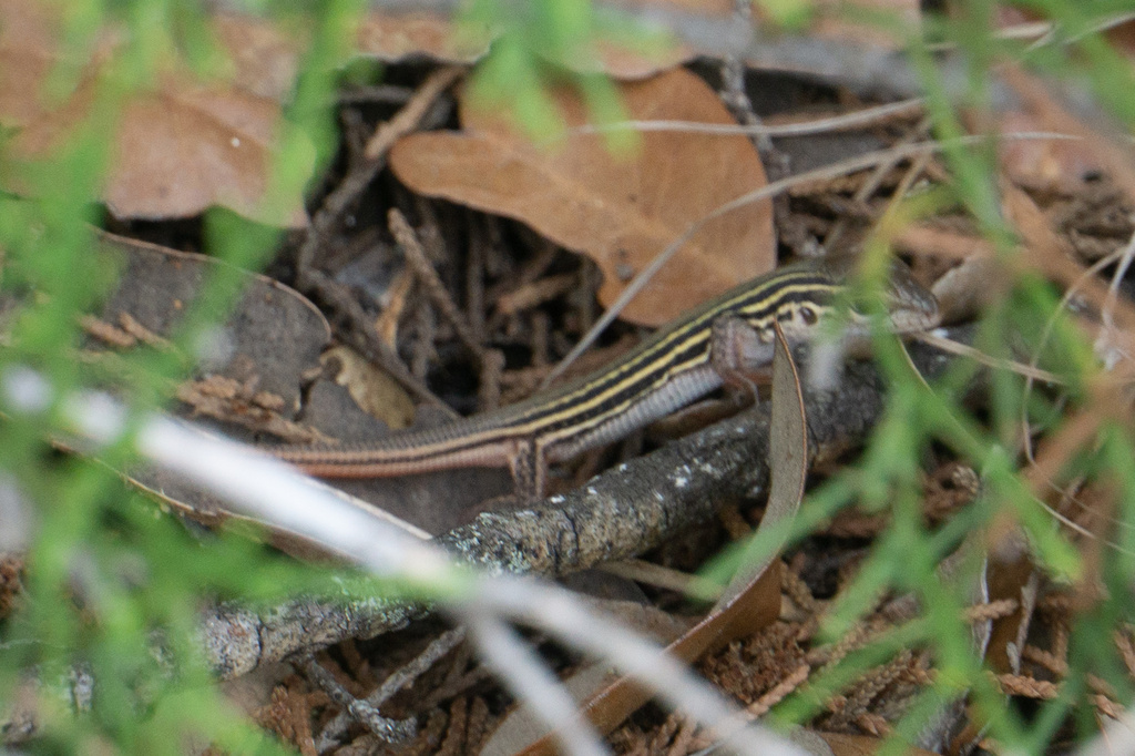 Common Spotted Whiptail from Panther Springs Park, San Antonio, TX, US ...