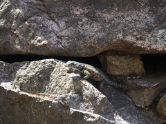 Sceloporus jarrovii