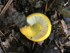 Russula flavida