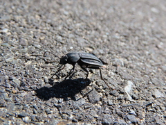 Somaticus