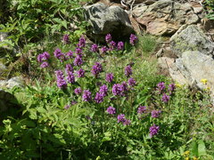 Betonica hirsuta