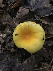 Russula flavida