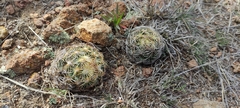 Coryphantha radians