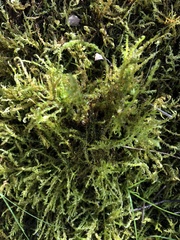 Amblystegium serpens