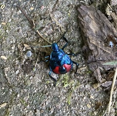 Euthyrhynchus floridanus