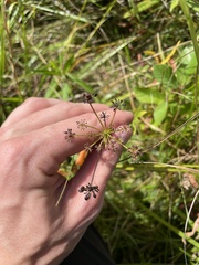 Zizia aurea