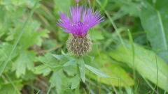 Centaurea uniflora