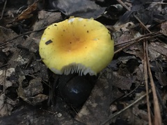 Russula flavida