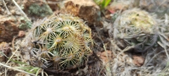 Coryphantha radians