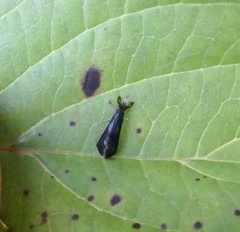 Mystacides sepulchralis