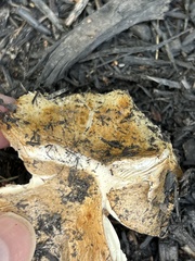 Hypomyces lactifluorum