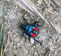 Euthyrhynchus floridanus