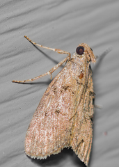 Epipaschia superatalis
