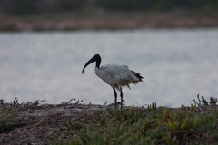 Threskiornis aethiopicus
