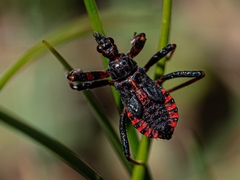 Rhynocoris annulatus