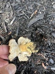 Hypomyces lactifluorum