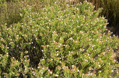 Lobostemon glaucophyllus