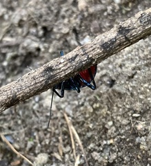 Euthyrhynchus floridanus