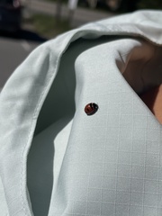 Coccinella transversoguttata