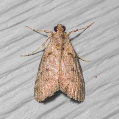 Epipaschia superatalis