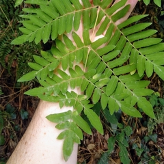 Osmunda regalis