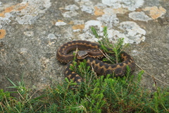 Vipera seoanei