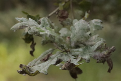 Erysiphe alphitoides