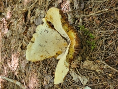 Boletinellus merulioides