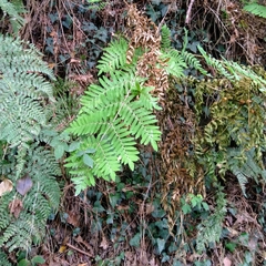 Osmunda regalis