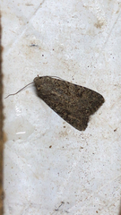 Anarta trifolii