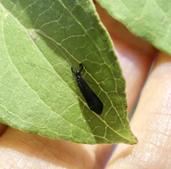 Mystacides sepulchralis