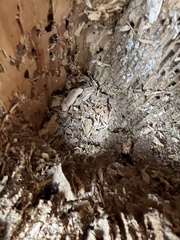 Reticulitermes flavipes