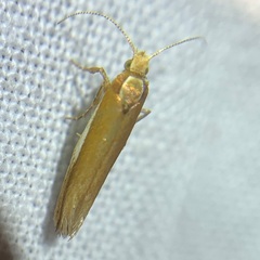 Ypsolopha parenthesella