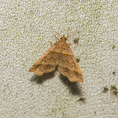 Phalaenophana pyramusalis