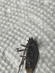 Cerambycoidea