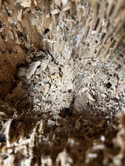 Reticulitermes flavipes