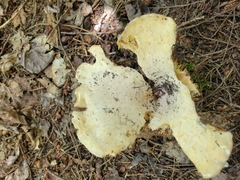 Boletinellus merulioides