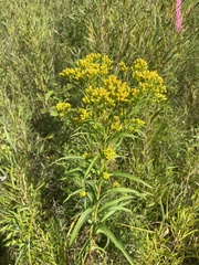 Solidago ohioensis