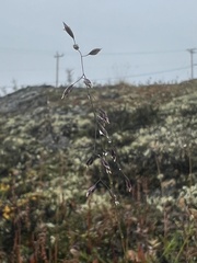 Poa arctica