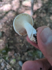 Hygrophorus eburneus