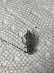 Cerambycoidea