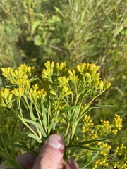 Solidago ohioensis