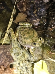 Hyla arenicolor