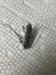 Cerambycoidea