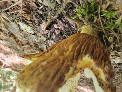 Boletinellus merulioides