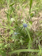 Eryngium integrifolium