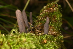 Xylaria longipes