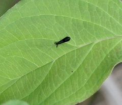 Mystacides sepulchralis