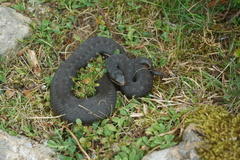 Vipera seoanei