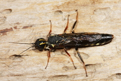 Xiphydria longicollis